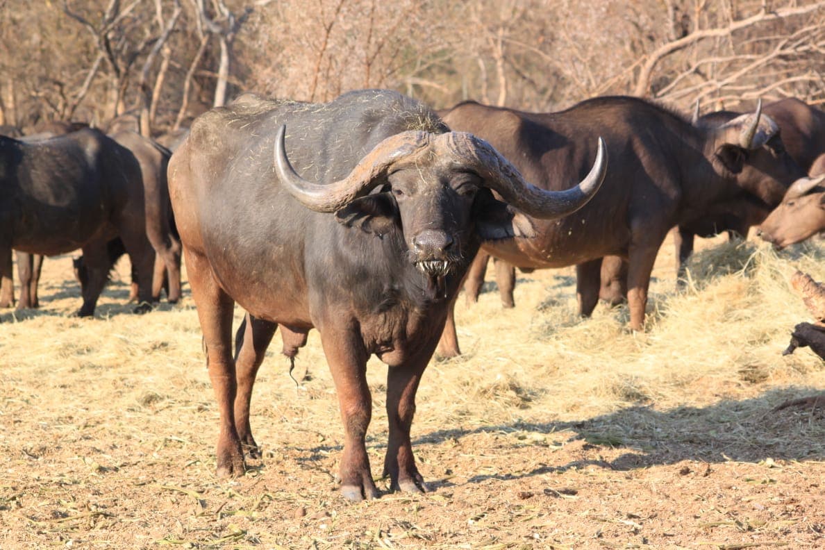 Buffalo herd gathered in dry grass
