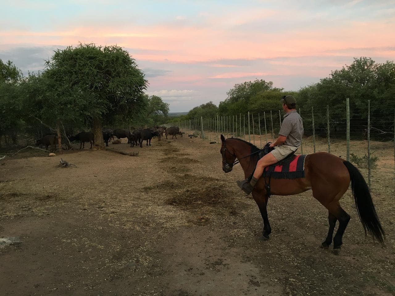 Mounted rider pausing near a buffalo track