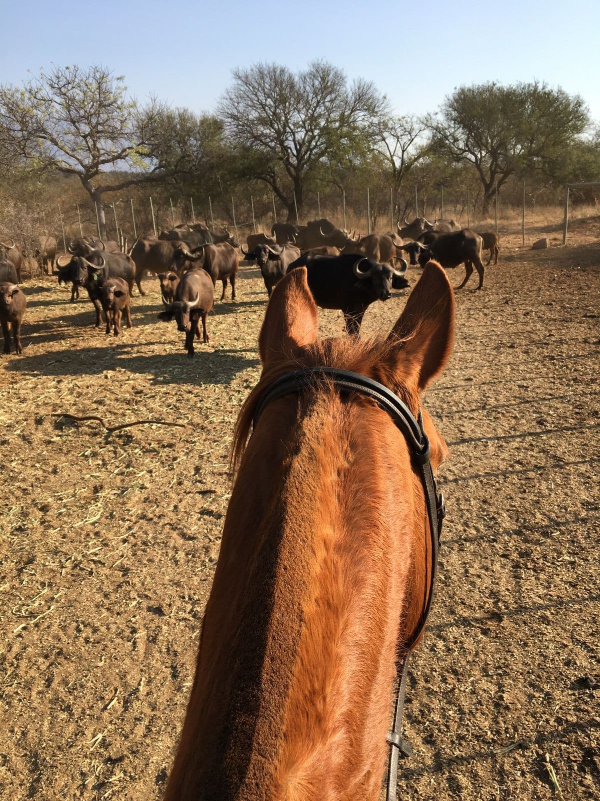 Horses following a conservation track